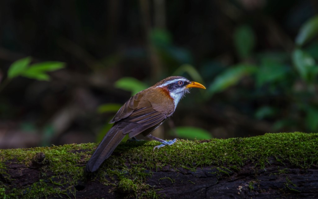 White-browed Scimitar-babbler